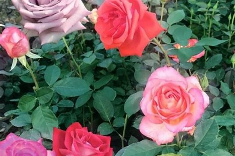 月季小苗施肥时间和方法