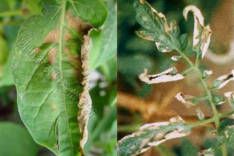 种植圣女果,施什么肥才甜？