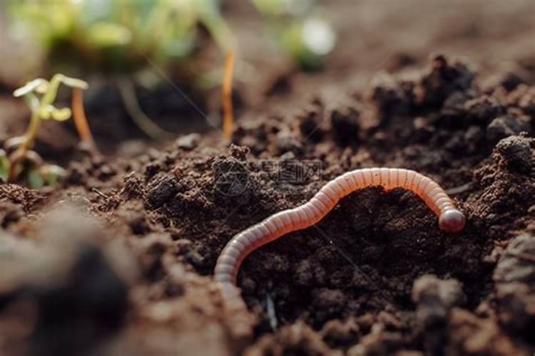 家庭怎样养蚯蚓