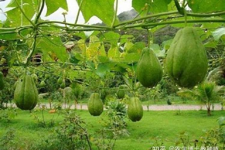 佛手瓜苗冬季可以采收吗