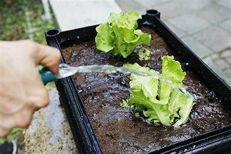 青菜移栽多久可以施肥