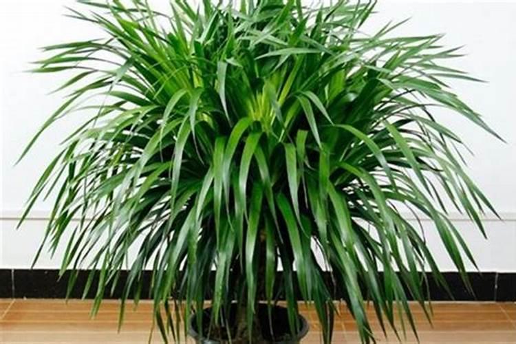 龙须树茎部空虚有啥办法,什么原因造成的