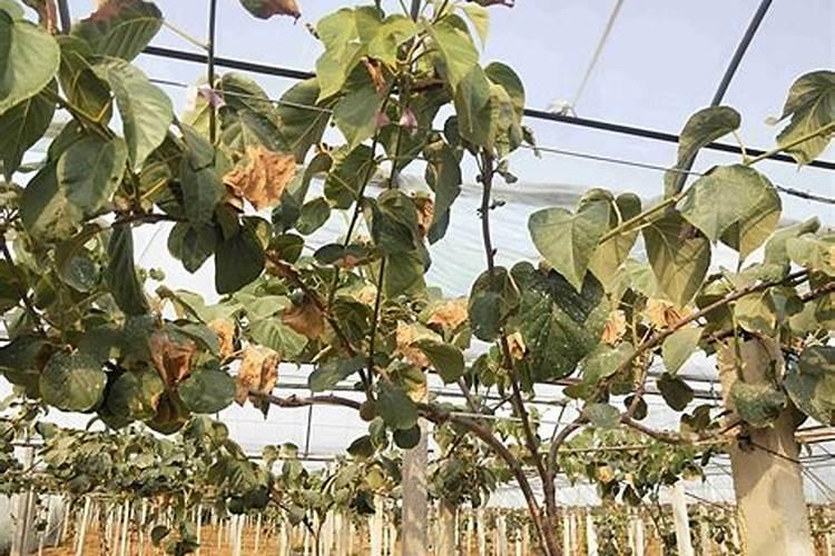 猕猴桃膨大剂什么时间打？猕猴桃喷什么叶面肥结果多？