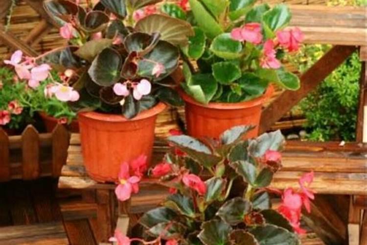 玻璃海棠开完花后怎么处理,适当修剪并及时追肥