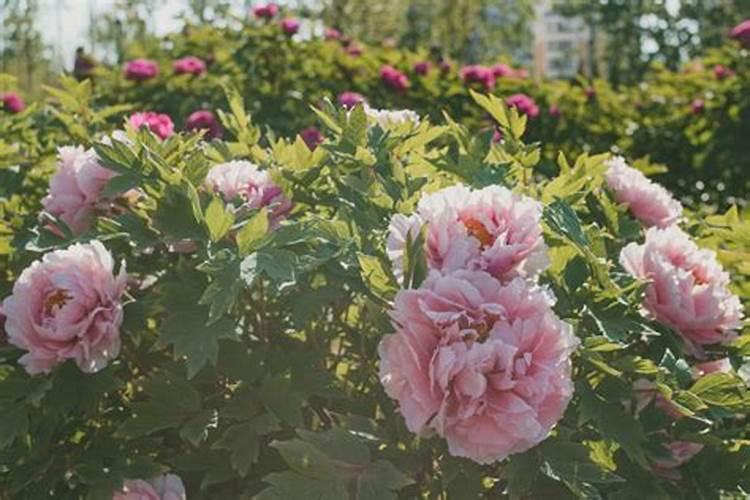 用什么肥好 牡丹施肥方法