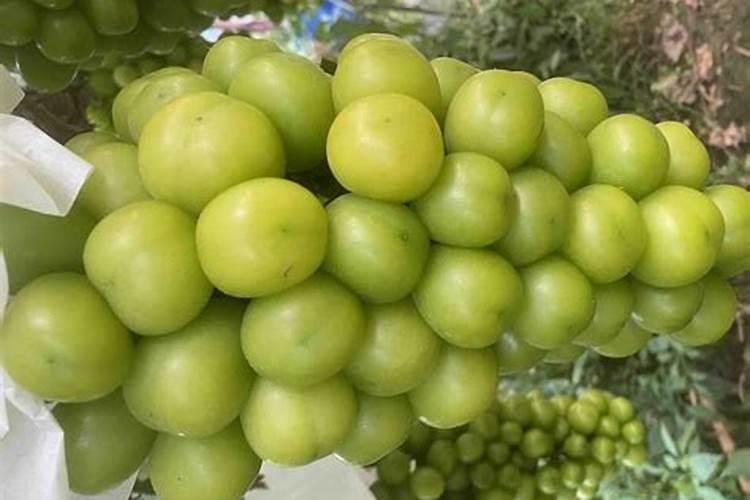 第一年阳光玫瑰栽培养殖方法