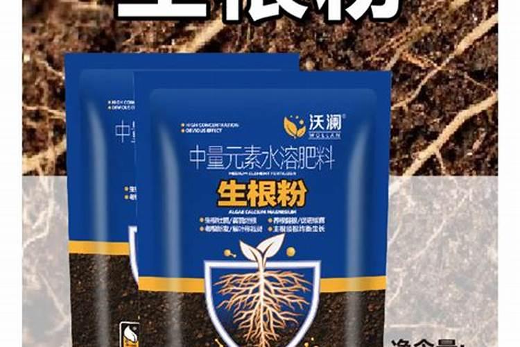 水培四季开花的植物有哪些