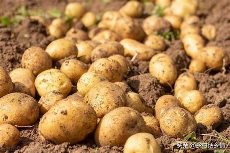 土豆施什么肥料好