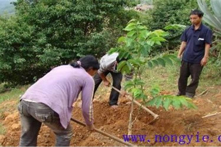 核桃用什么肥料