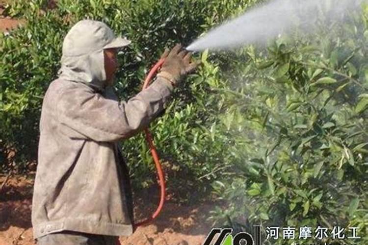 柑橘幼苗期用肥魔方冲施的话兑多少斤水合适？