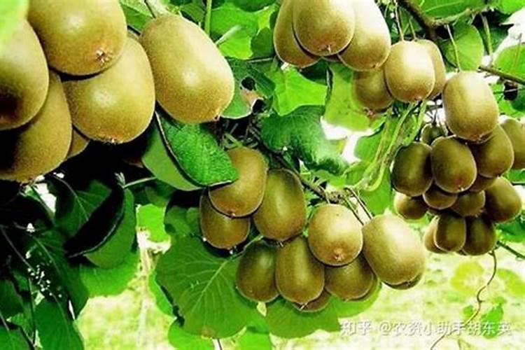 猕猴桃施肥用什么肥料