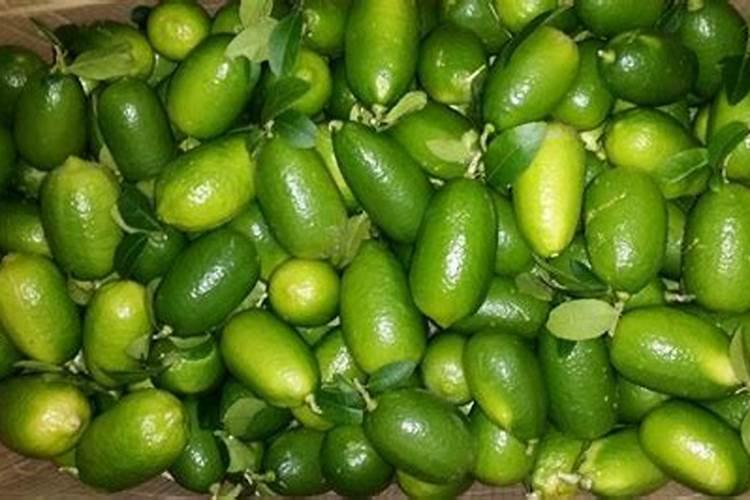 香水柠檬树的养殖方法和注意事项