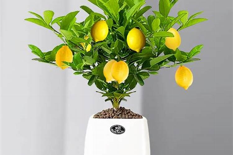 香水柠檬种植 香水柠檬种植方法