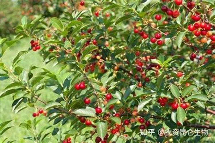 硝酸铵钙在果树上使用方法及注意事项