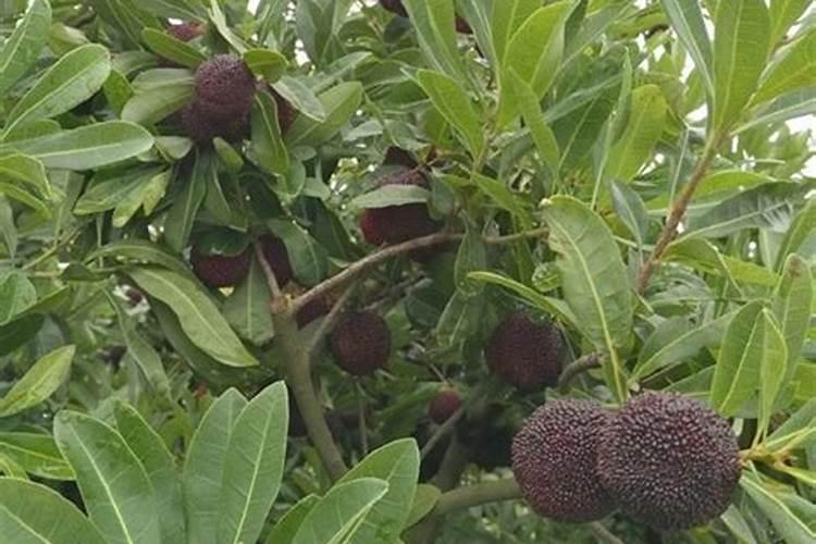 樱桃小番茄施肥要合理,樱桃小番茄怎么施肥？