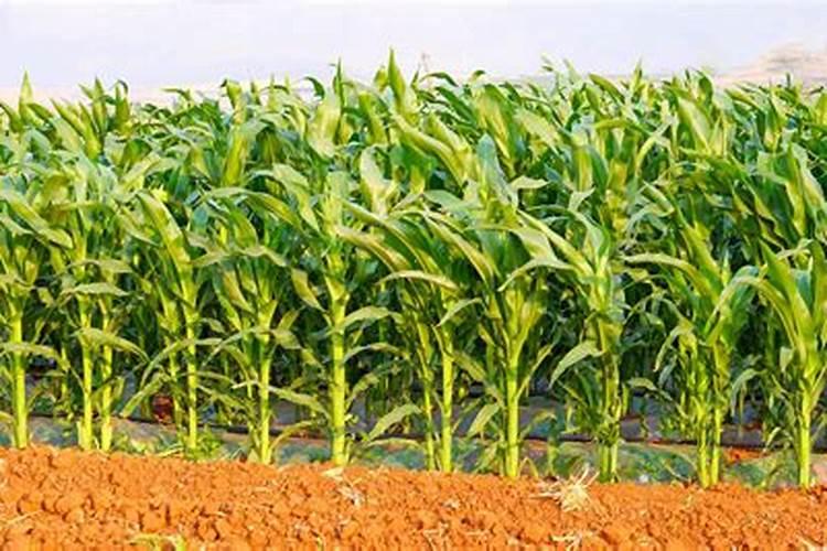 玉米什么时候使用叶面肥？玉米叶面肥喷施浓度