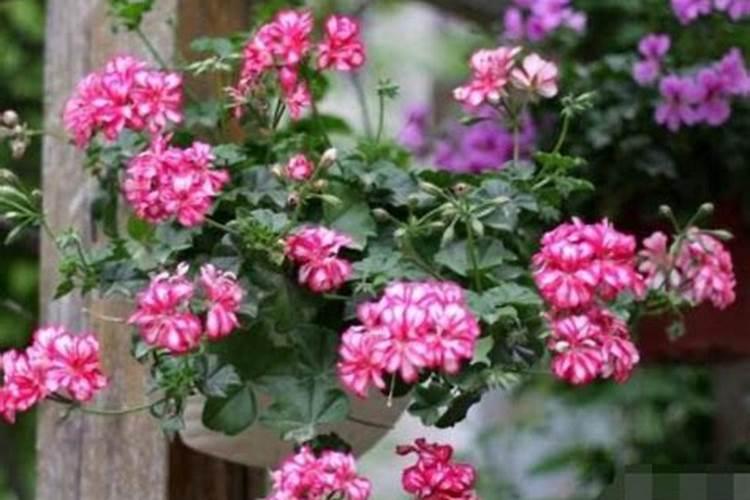 苹果树6月份施什么肥