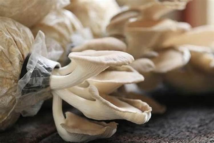 香菇的生长环境是什么？我们该如何种植？