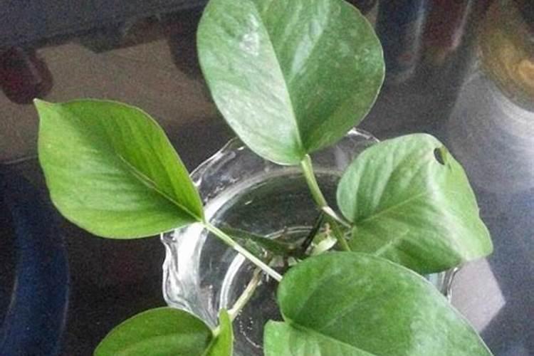 水稻施用氮肥过量有何危害