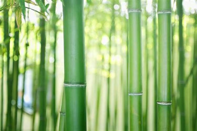 葡萄增加甜度的肥料