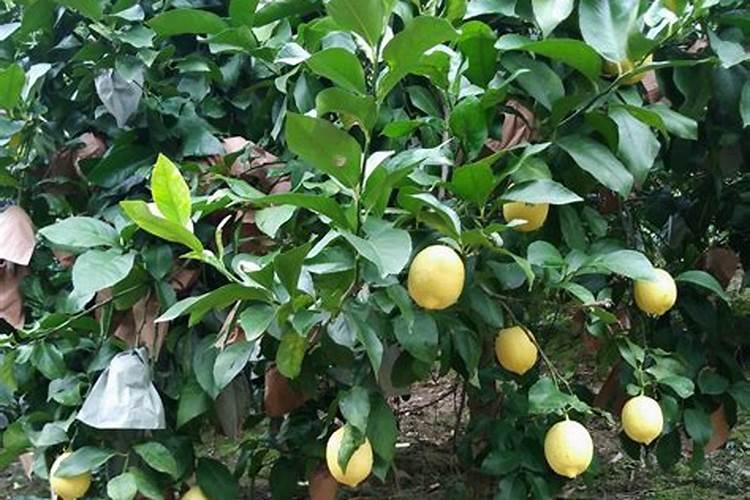 猕猴桃的地栽方法