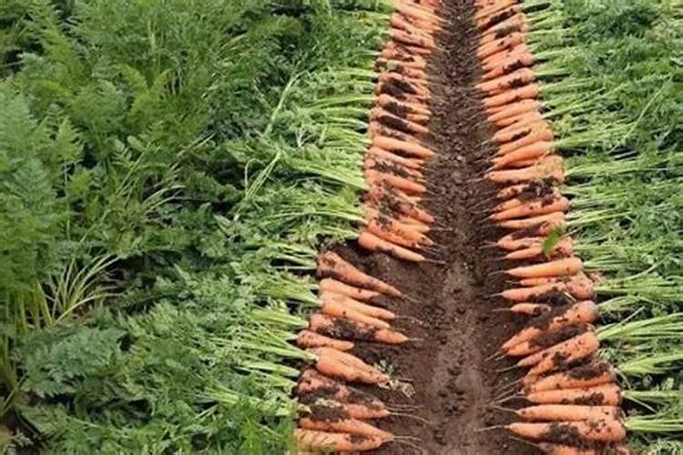 胡萝卜施什么肥最好