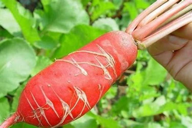 胡萝卜如何施肥最科学 选择什么肥料好