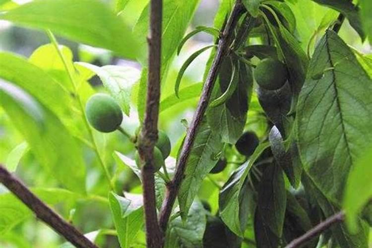 春季花卉什么时候施肥