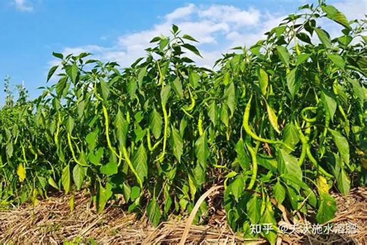 种植十天辣椒苗一亩能四公斤肥吗