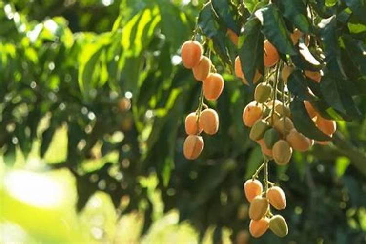 黄皮火龙果的种植方法介绍