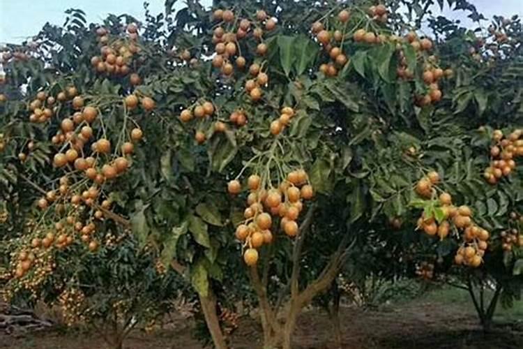 无籽黄皮树怎样种植