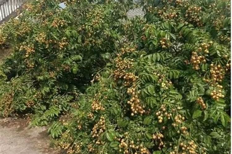 果树黄皮一年用多少肥合适？用什么水溶肥好？“调色师”促进果实生长百 ...