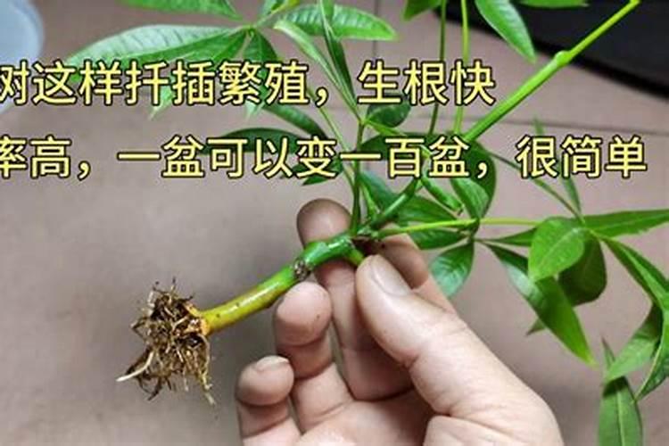 发财树怎么养护用什么肥生根 发财树如何养护用什么肥生根