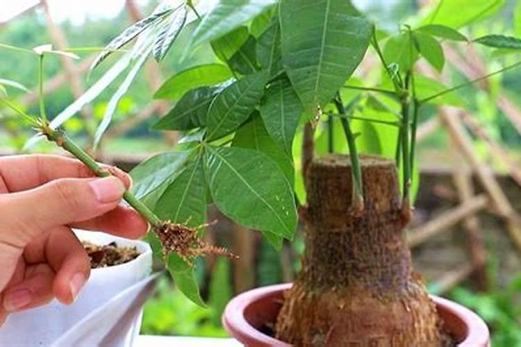 发财树生根肥茎方法