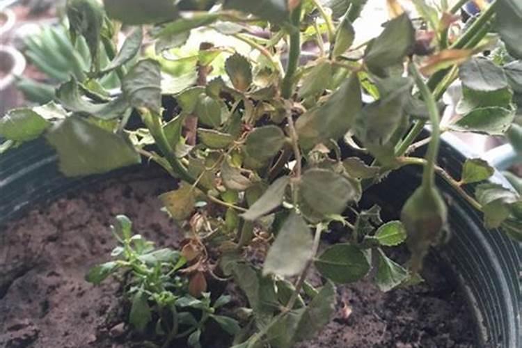 花肥用多了,花叶子蔫巴了该怎么办？