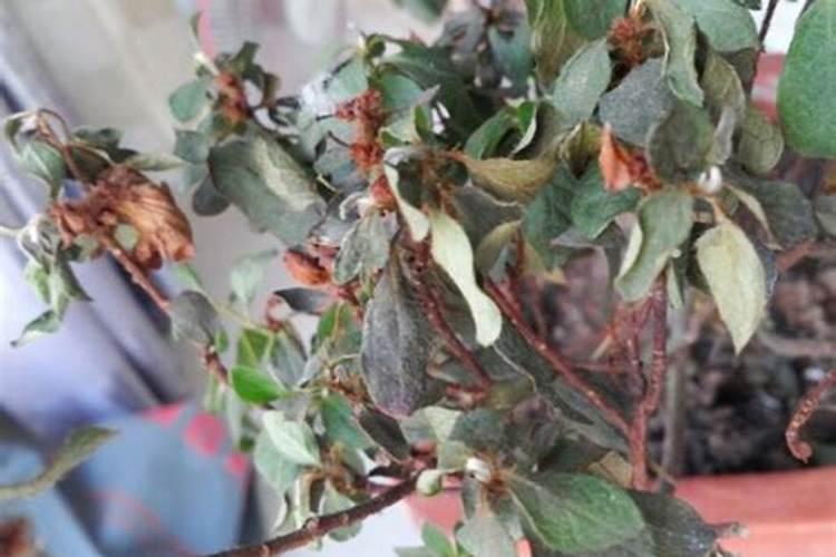 施肥后杜鹃花叶子干了怎么办