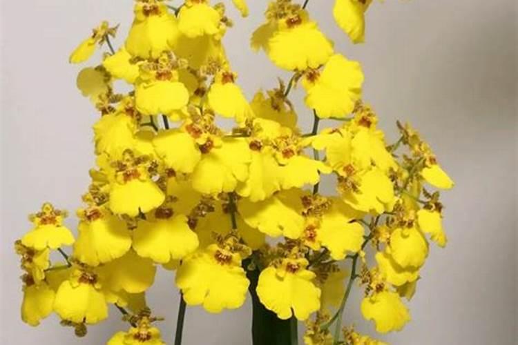 什么是氮肥 常见的氮肥有哪些