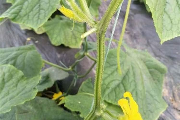 怎样让黄瓜叶小而厚？