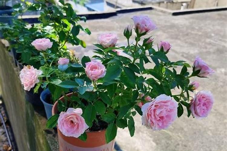 月季花怎么施肥月季花施什么肥好