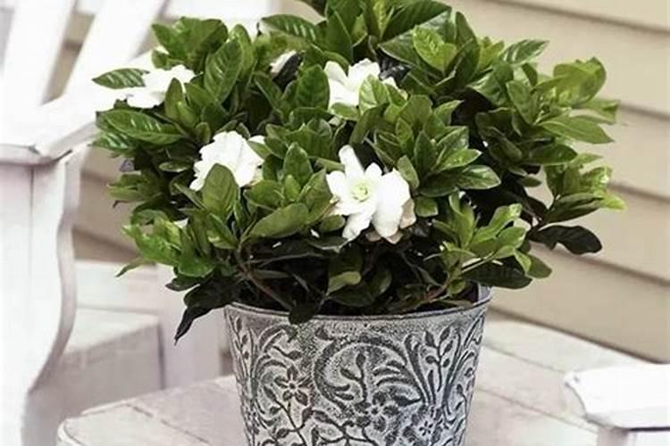 桅子花如何施肥