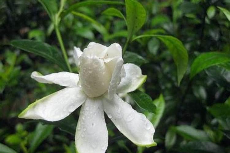 栀子花施肥量是多少