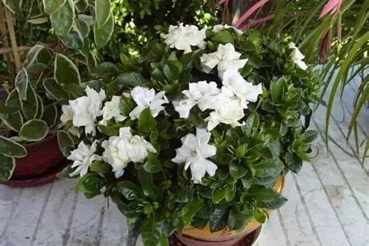 新买的栀子花多久才能换盆,日常怎么养护