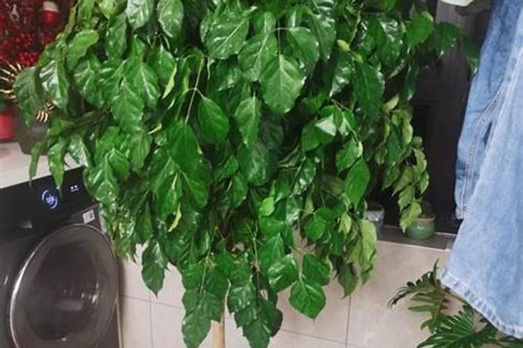 幸福树受冻了怎么办