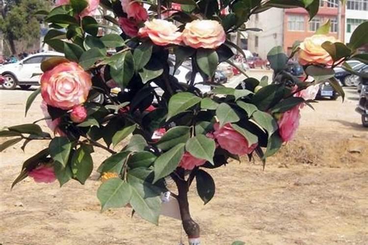 茶花施肥过多了怎么办,症状表现以及处理方法