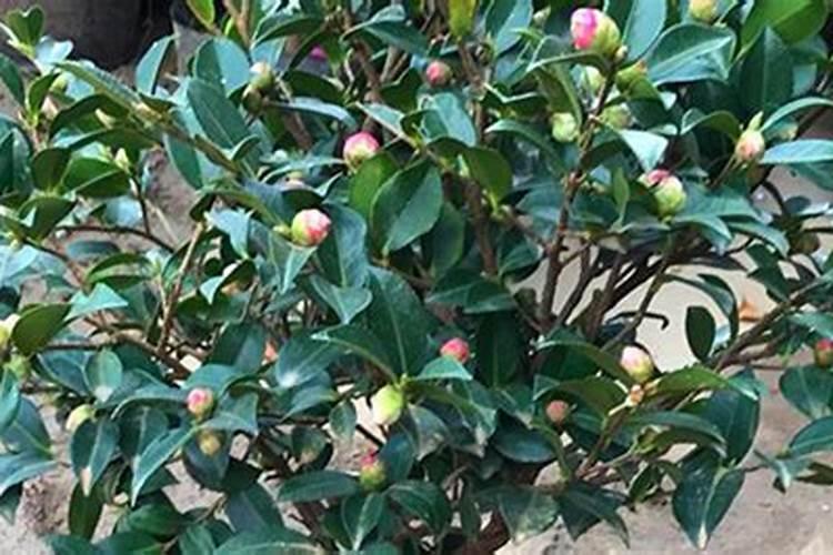 茶花施肥过多了怎么办