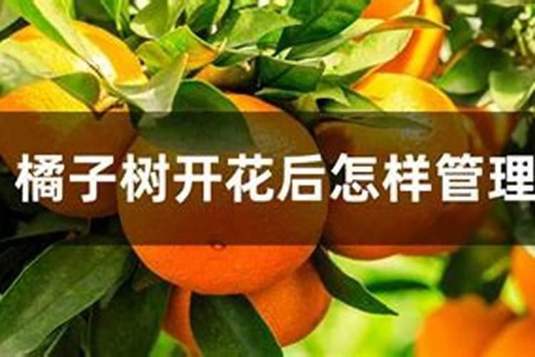 如何使盆栽橘子开花结果？