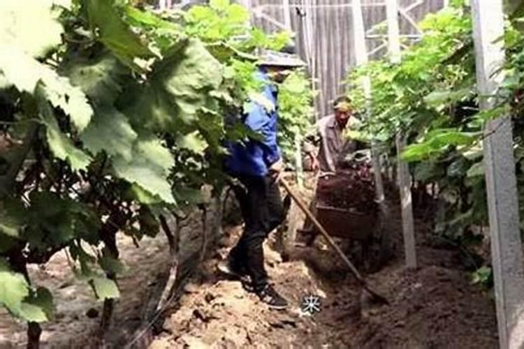 葡萄挖沟施肥方法(种植葡萄之前怎么挖沟)
