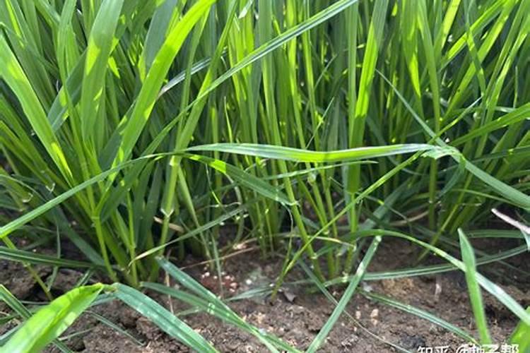 黑麦草施肥方法