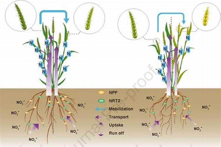 小麦秸秆含多少氮磷钾