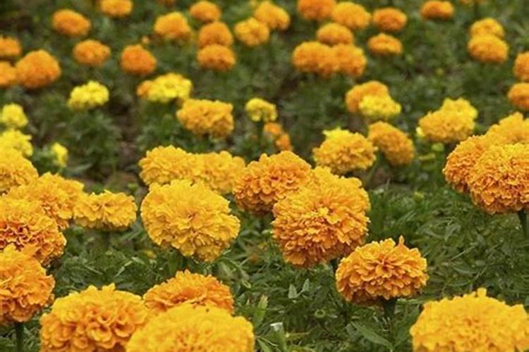 万寿菊花不开花的原因是什么